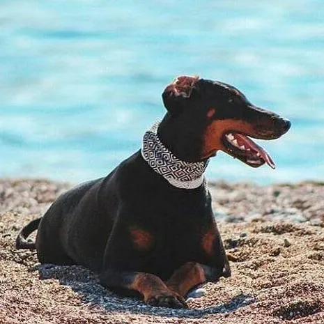The "BW Squary" Tunnel Scarf